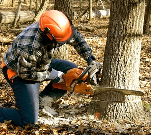 Tree Removal in Oak Vale, MS